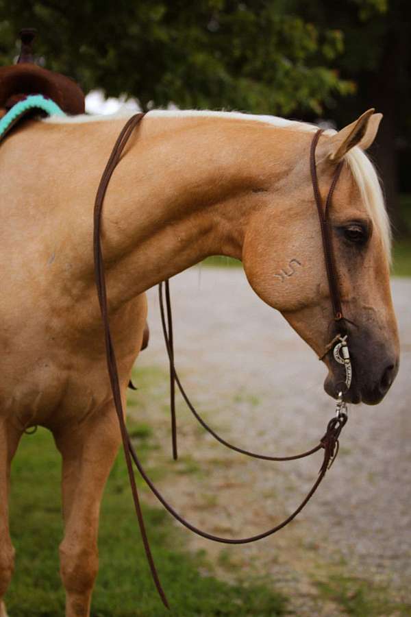 western-riding-quarter-horse