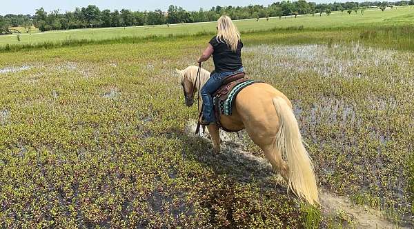 working-cattle-quarter-horse