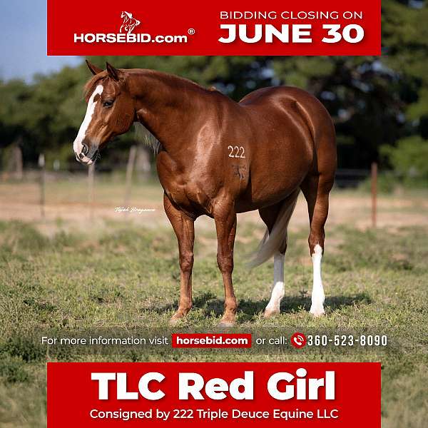 all-around-quarter-horse