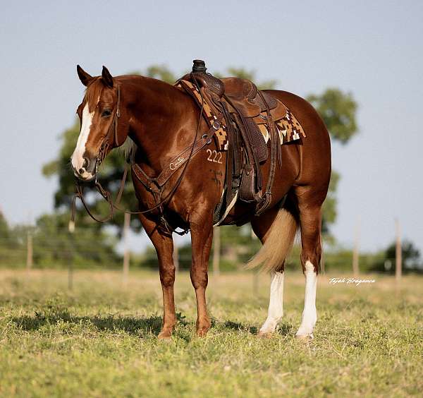 calf-roping-quarter-horse
