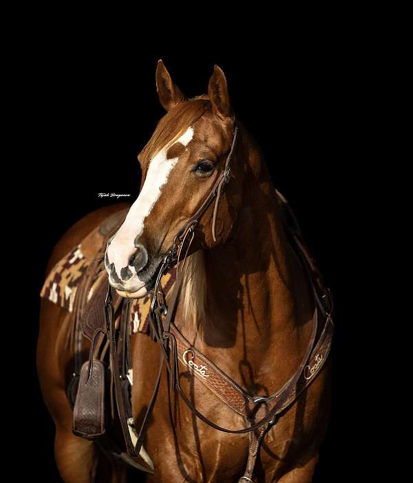 athletic-quarter-horse