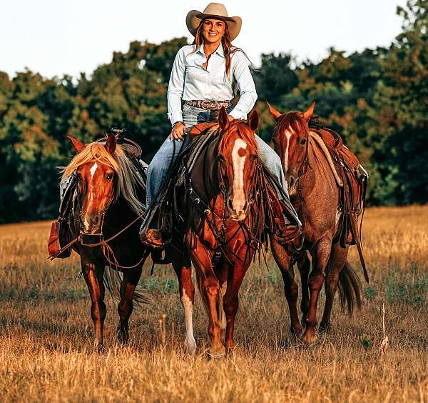 flashy-quarter-horse