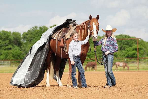 husband-safe-quarter-horse