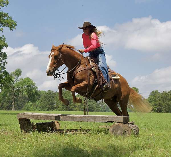 performance-quarter-horse