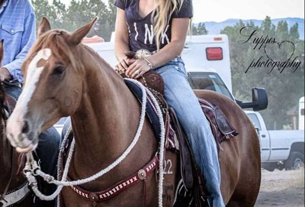 ranch-versatility-quarter-horse