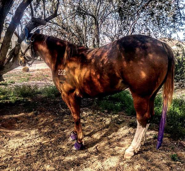 ridden-english-quarter-horse