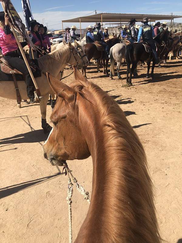 ranch-work-quarter-horse