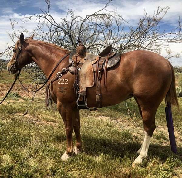 trail-quarter-horse