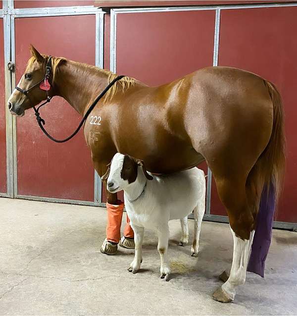trail-riding-quarter-horse