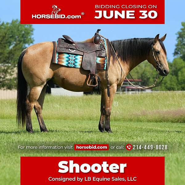 all-around-quarter-horse