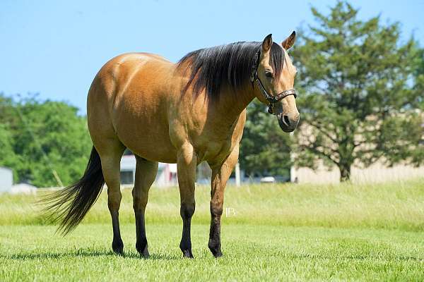 athletic-quarter-horse