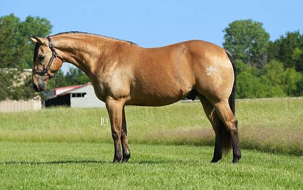 flashy-quarter-horse
