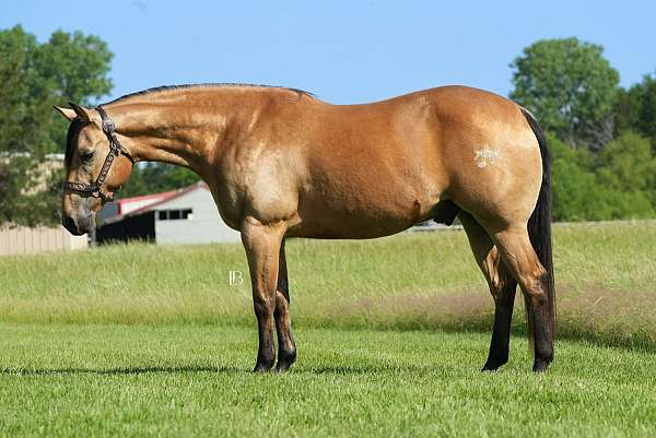 husband-safe-quarter-horse