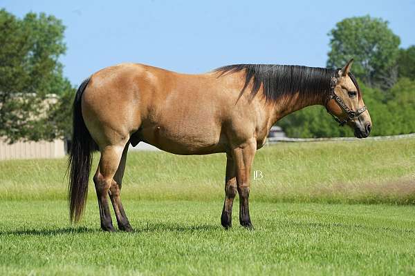 jumping-quarter-horse