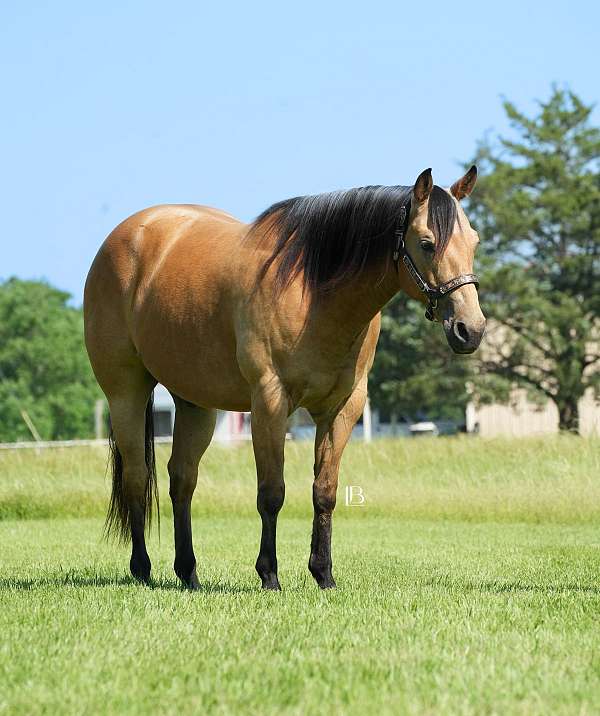 kid-safe-quarter-horse