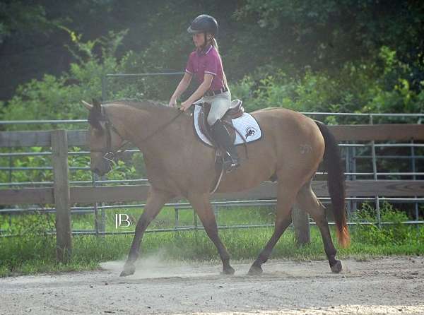 ranch-quarter-horse