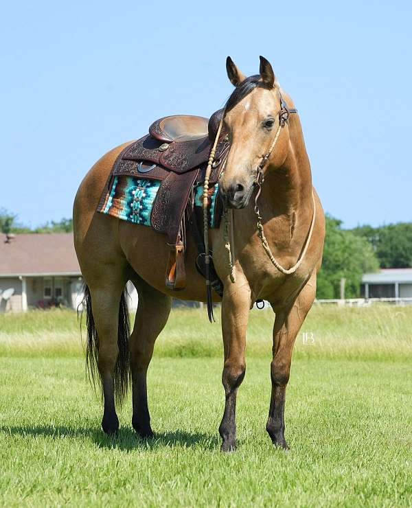 performance-quarter-horse
