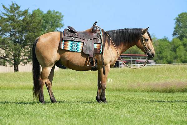 lesson-quarter-horse