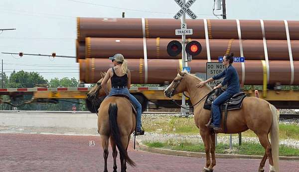 ranch-versatility-quarter-horse