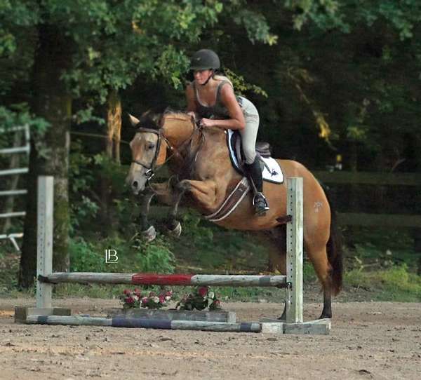 ridden-english-quarter-horse