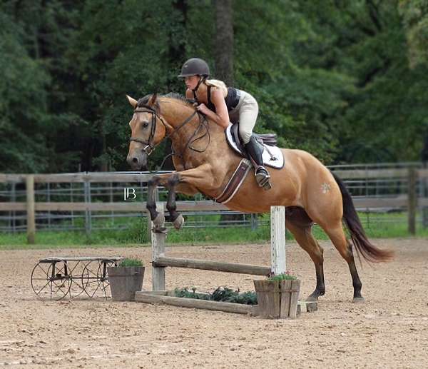 ridden-western-quarter-horse
