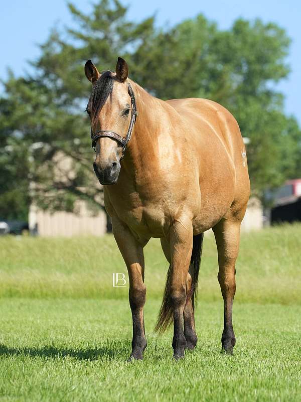show-quarter-horse