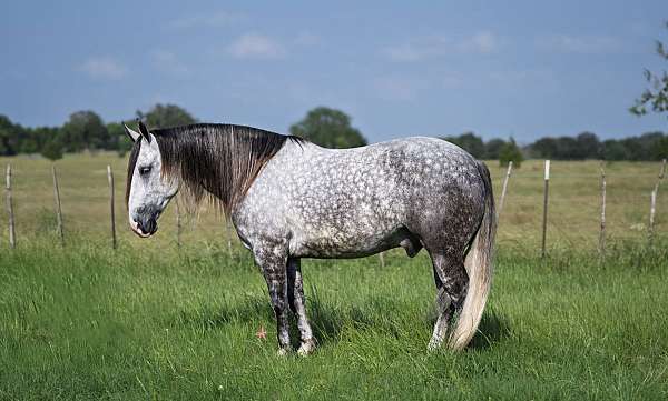 athletic-quarter-horse