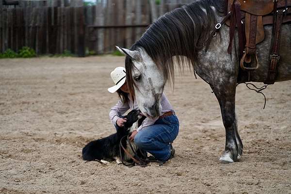 flashy-quarter-horse