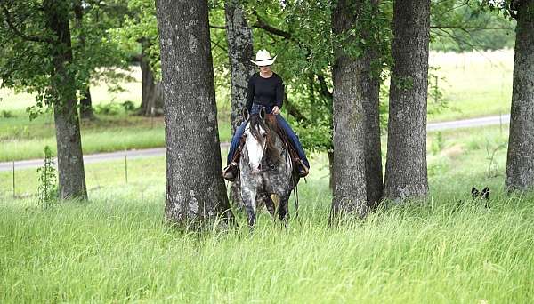 parade-quarter-horse