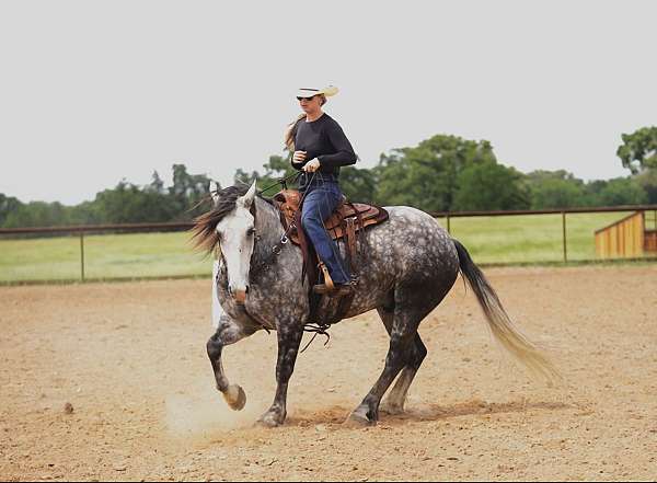 ranch-quarter-horse