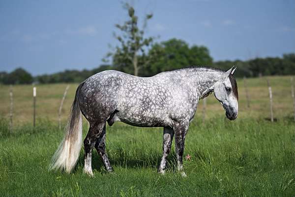 ridden-english-quarter-horse