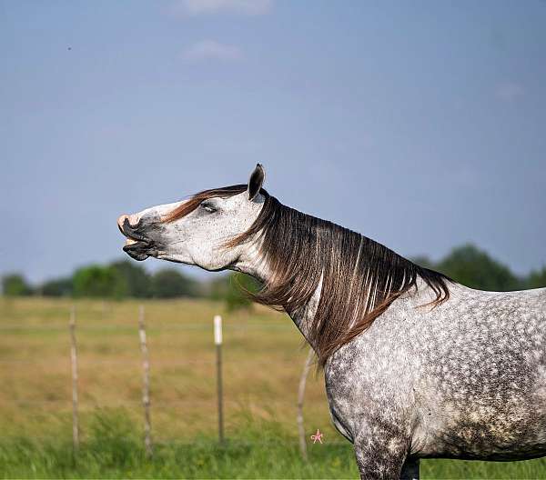 ridden-western-quarter-horse