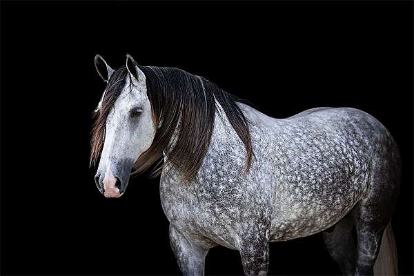 rodeo-quarter-horse