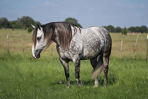 roping-quarter-horse