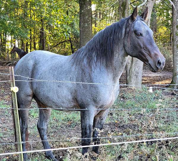 r-tennessee-walking-horse