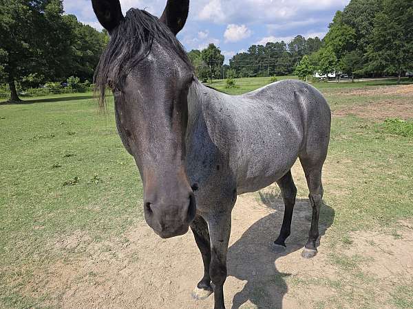 charlotte-stallion