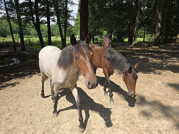 tennessee-walking-filly