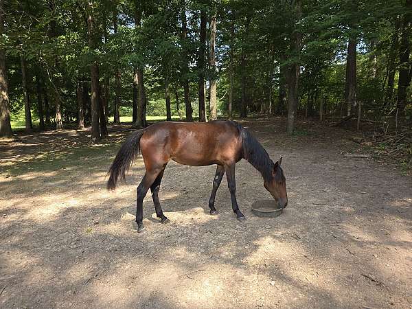 tennessee-walking-horse-for-sale