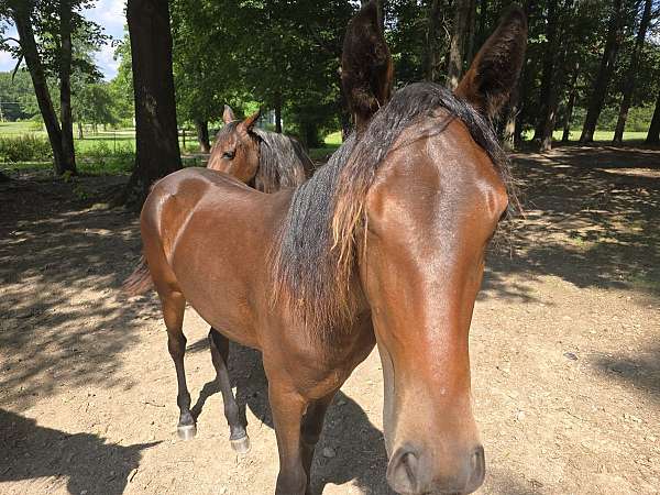 tennessee-walking-horse