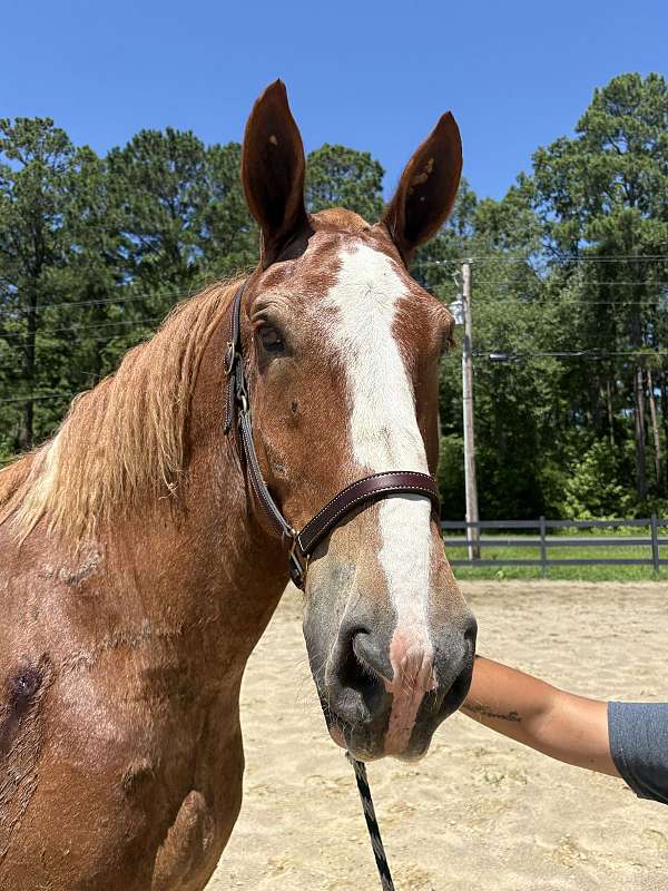red-roan-gelding-for-sale
