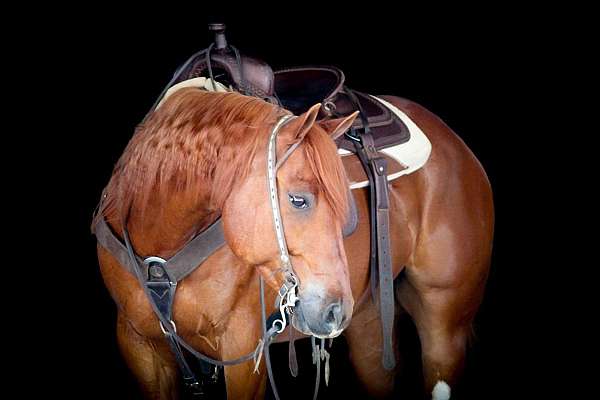 flashy-quarter-horse