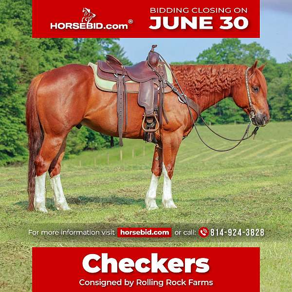 all-around-quarter-horse