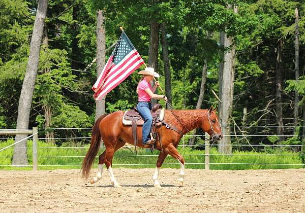 athletic-quarter-horse