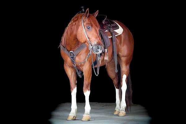 husband-safe-quarter-horse