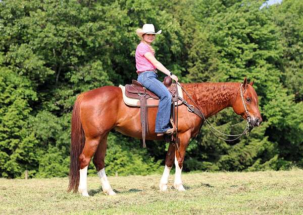performance-quarter-horse