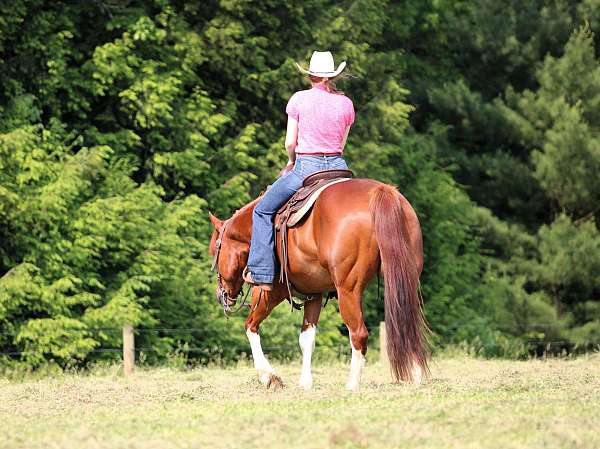 ranch-quarter-horse