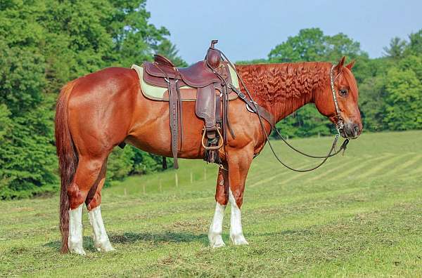 ranch-versatility-quarter-horse