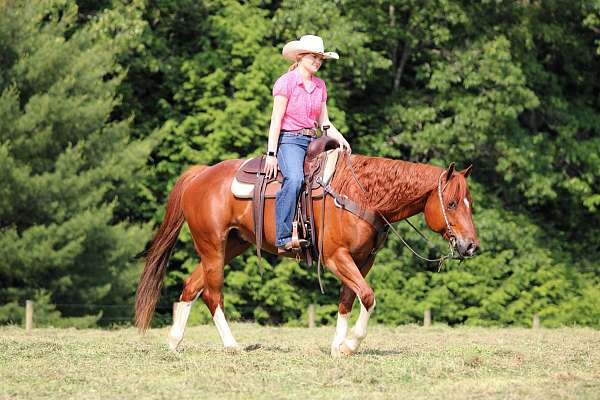 ranch-work-quarter-horse