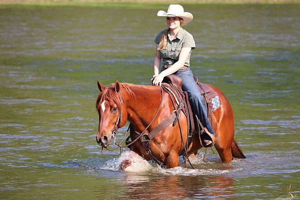 roping-quarter-horse
