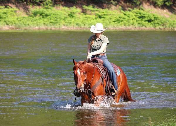 show-quarter-horse